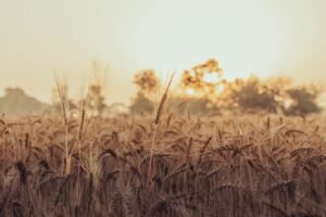 Peshwa Wheat IPO: Best Proven Investment Opportunity