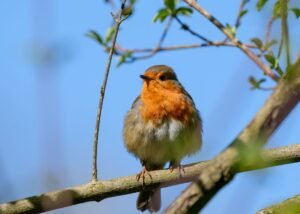 Red Robin earnings date: Clear insights for Q3 2026